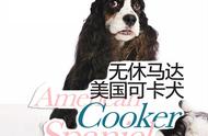 活力四溢：美国可卡犬的魅力