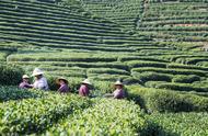 婺源高山绿茶：自然馈赠的清香