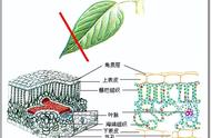 苗工的茶艺课堂：乌龙茶概述（一）