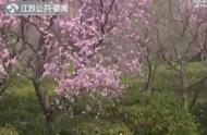 南京雨花茶首次开炒，价格与去年持平