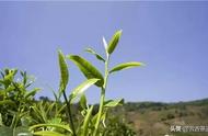 春茶、夏茶、秋茶的独特之处