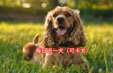 每日可卡犬知识分享