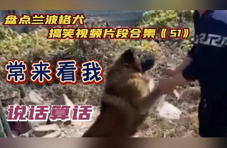 兰波格犬爆笑瞬间，不容错过！