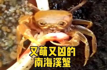 揭秘南海神秘生物：又萌又凶的南海溪蟹