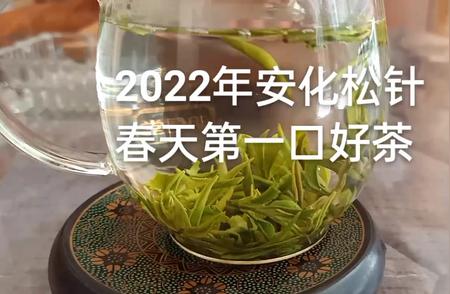 2022年安化松针绿茶震撼上市，品茗新篇章开启！