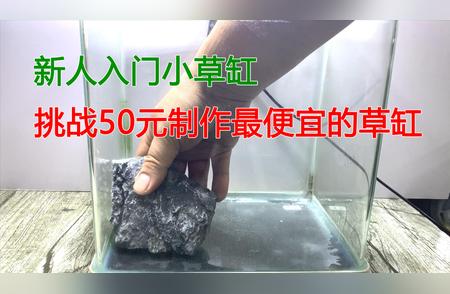 新手入门：50元打造超低成本草缸制作教程