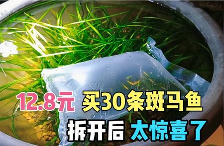 12.8元！30条斑马鱼的惊喜之旅