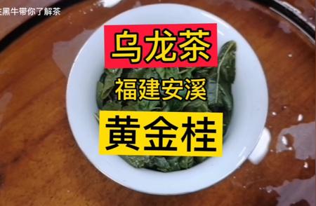 福建安溪黄金桂乌龙茶的独特韵味