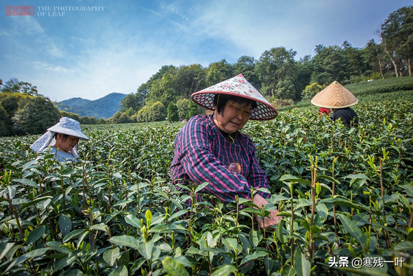 这才是真正的西湖龙井，与景区买的龙井茶价格相差很多，别被骗了