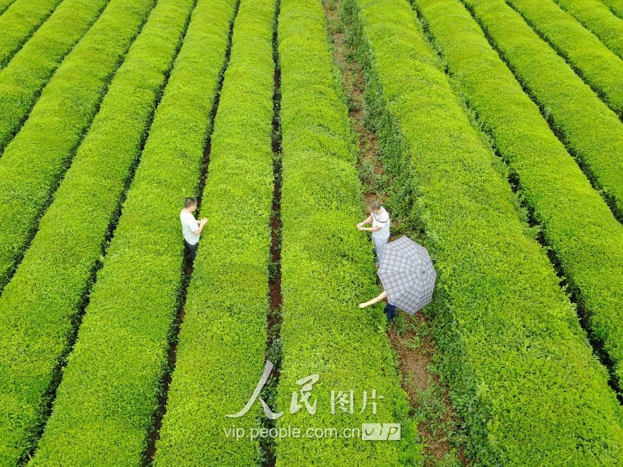 江西泰和：秋茶开摘